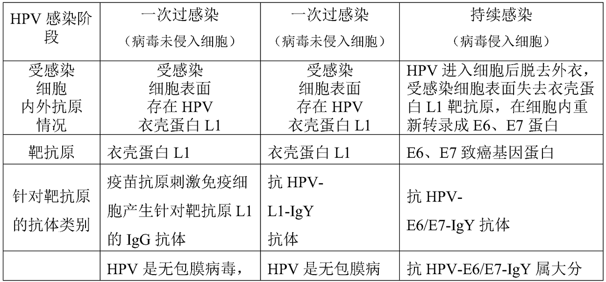 Anti-human papilloma virus small-molecular antibody as well as composition, preparation method and application thereof