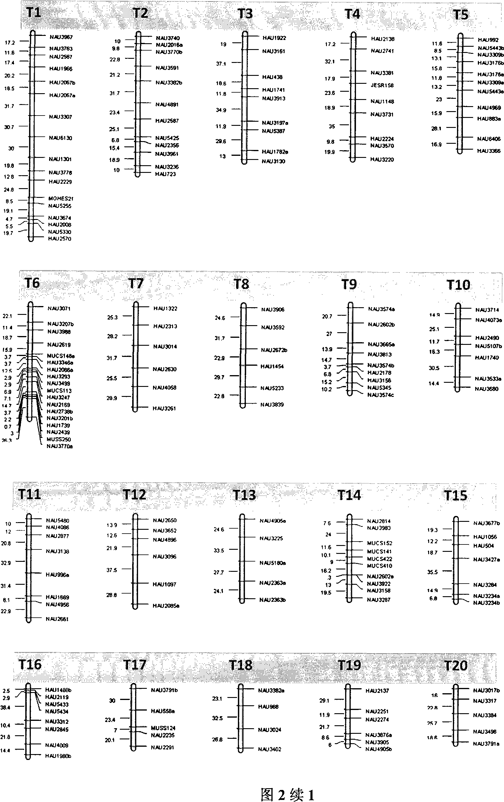 Method for building cotton fiber transcription genetic linkage map by EST-SSR sign