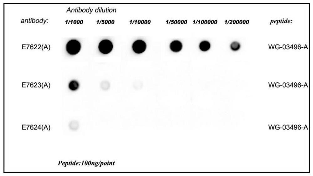 A dominant antigenic epitope polypeptide of an anti-mrgprx2 antibody and its application