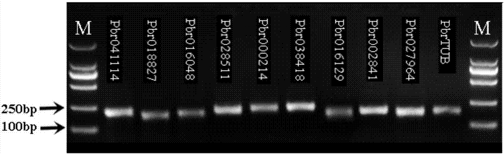 Screening and application of fluorescent quantitative reference genes of pear fruits at different development stages