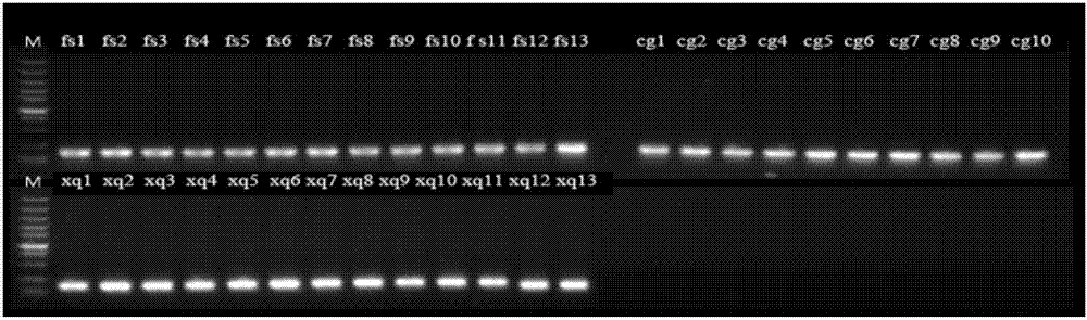 Screening and application of fluorescent quantitative reference genes of pear fruits at different development stages