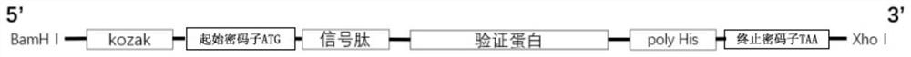 Signal peptide for improving secretory expression of recombinant protein in mammalian cells and application thereof