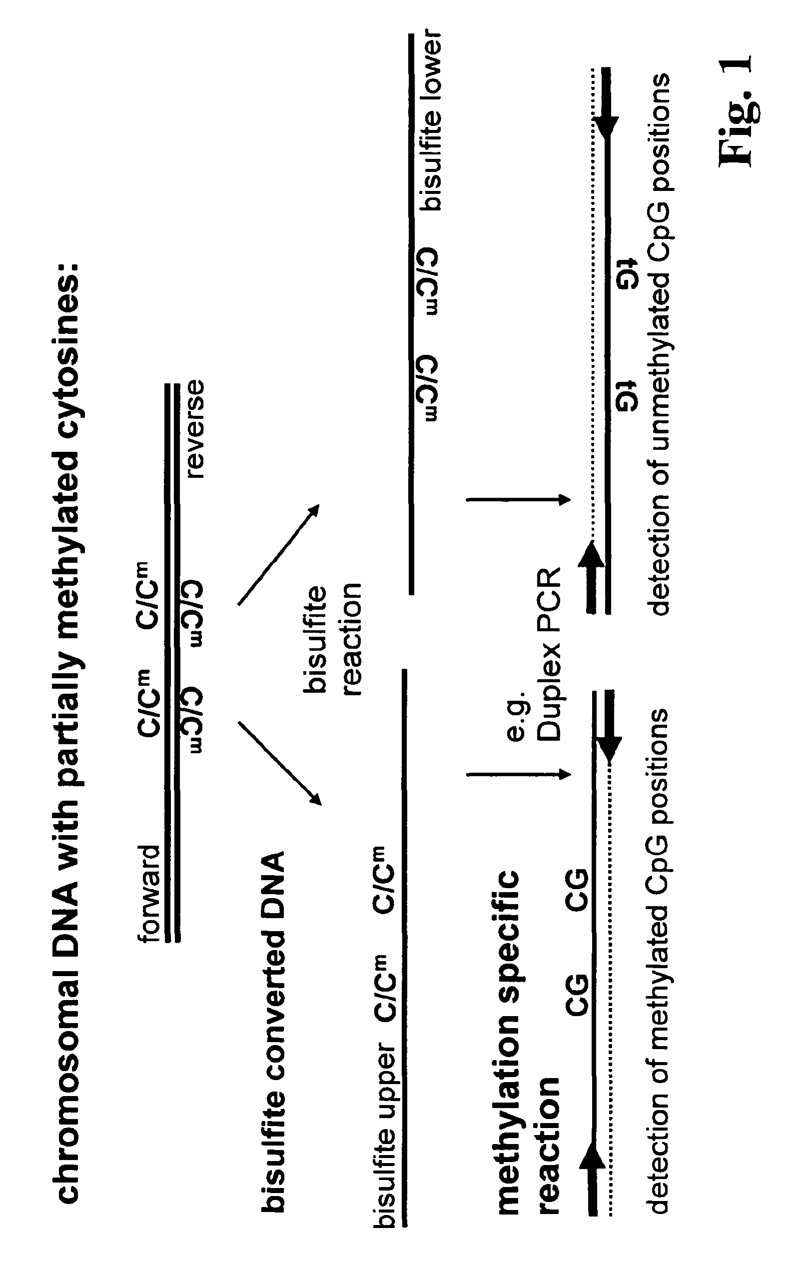 Method for methylation analysis of nucleic acid