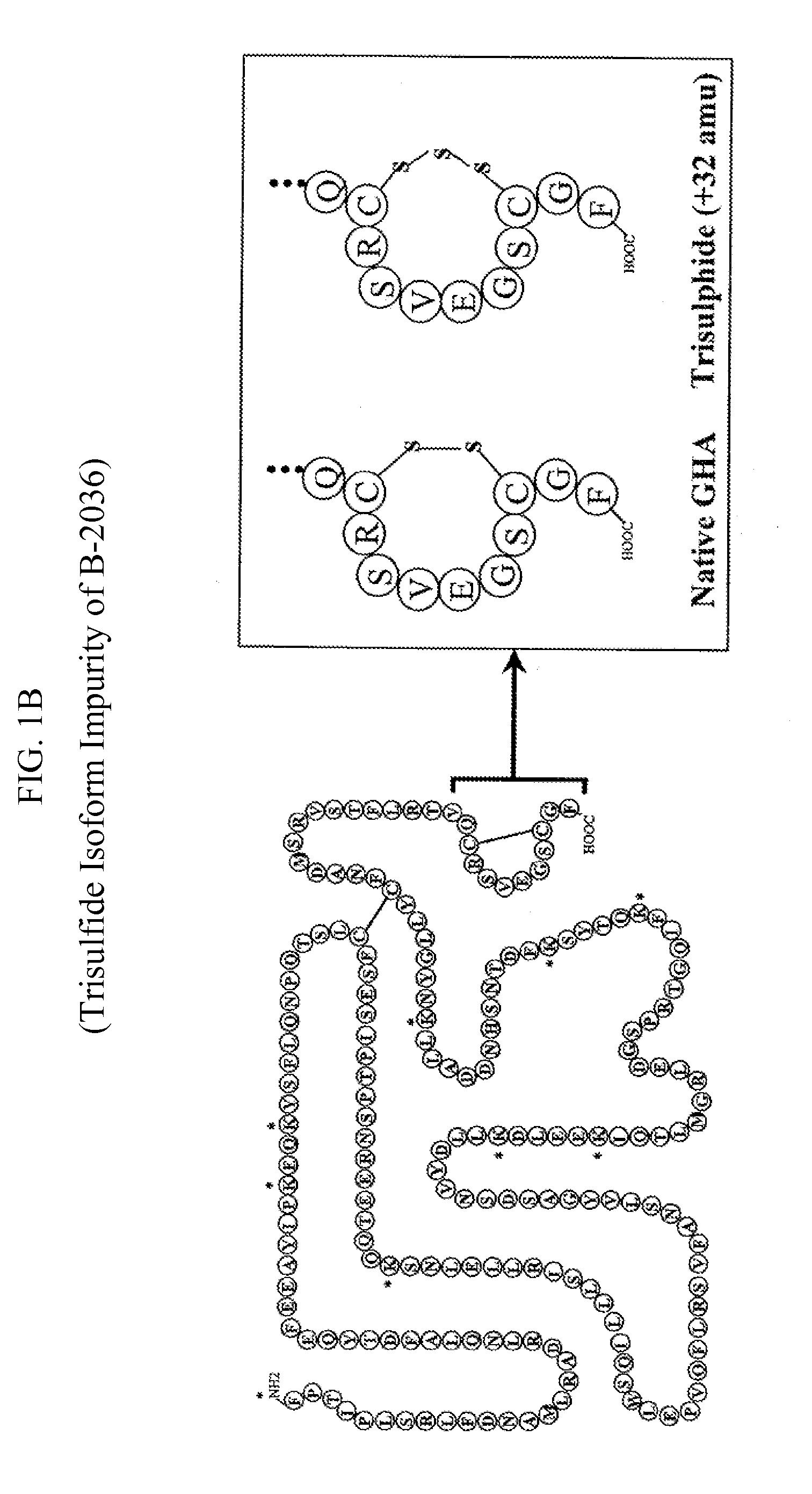 Method for the Preparation of Growth Hormone and Antagonist Thereof Having Lower Levels of Isoform Impurities Thereof