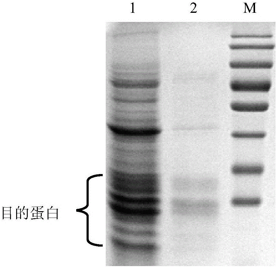 Thymosin [alpha]1-porcine interferon [alpha] fusion protein gene and preparation method of recombinant protein of fusion protein gene