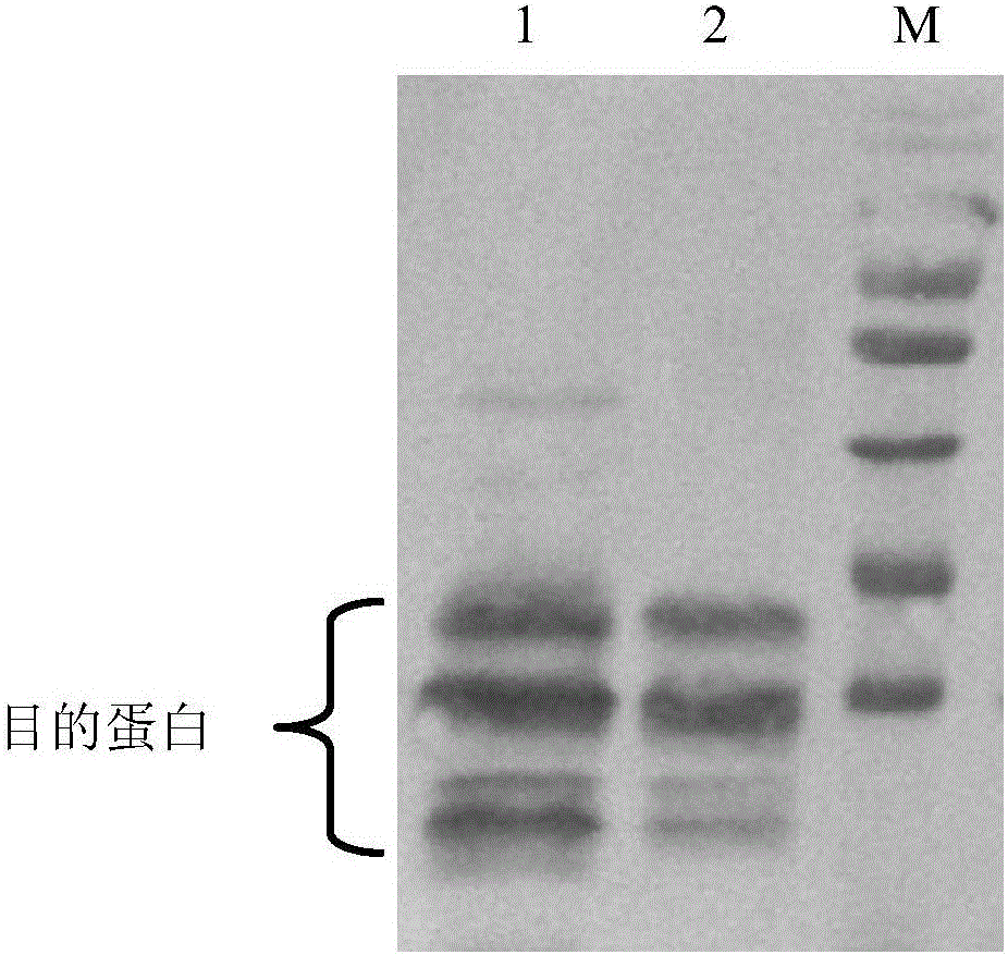 Thymosin [alpha]1-porcine interferon [alpha] fusion protein gene and preparation method of recombinant protein of fusion protein gene