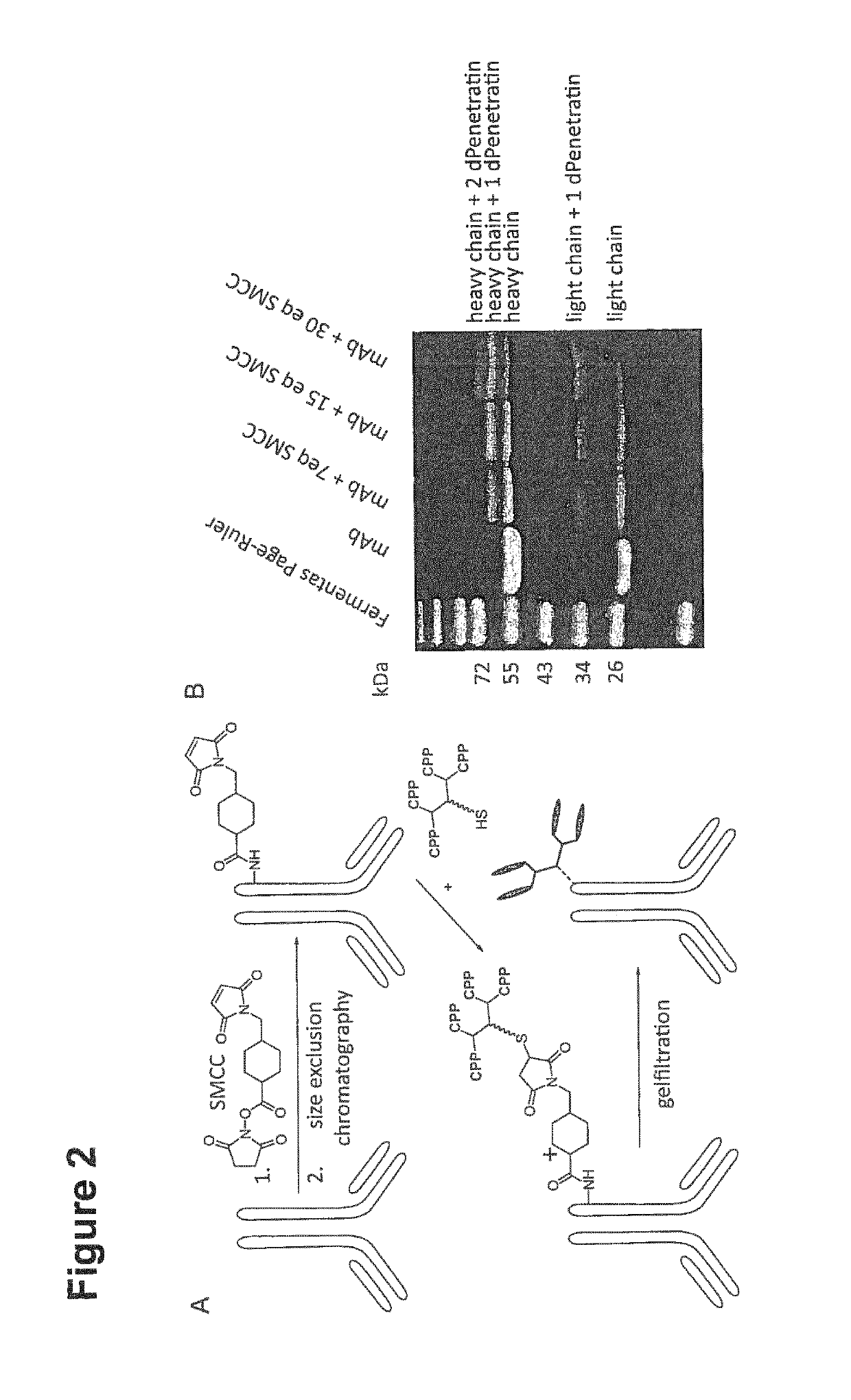 Conjugates of proteins and multivalent cell-penetrating peptides and their uses
