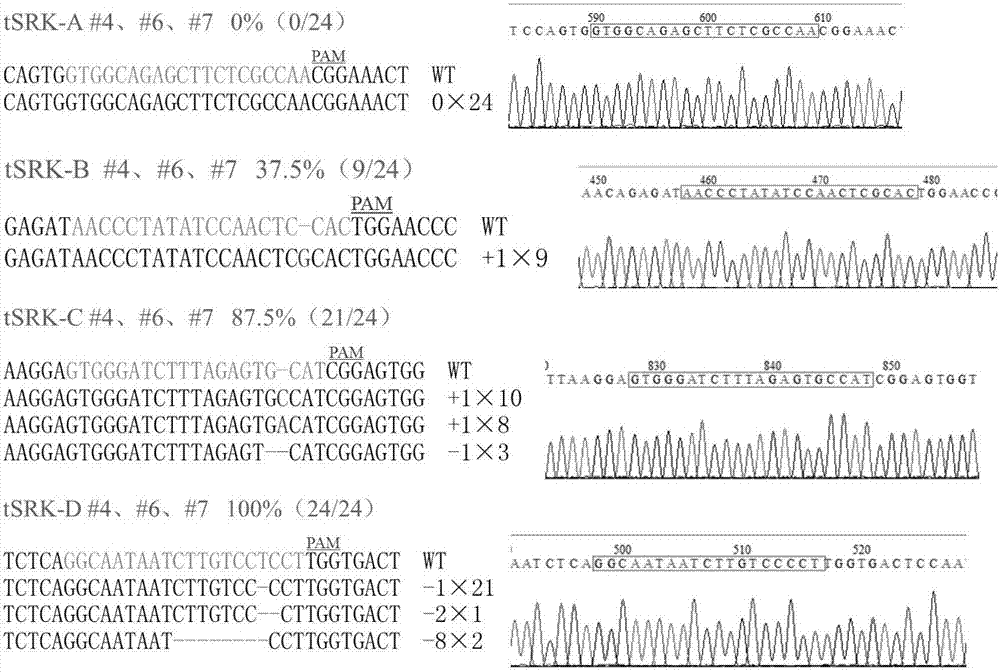 Multi-target sequence sgRNA expression vector based on endogenous tRNA processing system and application of sgRNA expression vector in plant gene editing