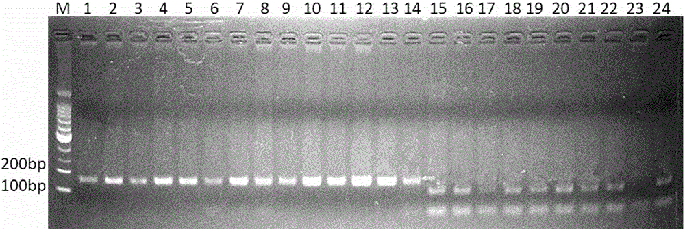 SNP (Single Nucleotide Polymorphism) marker for identifying dendrobium huoshanense C.Z. Tang et S.J.Cheng and molecular detection method for SNP marker