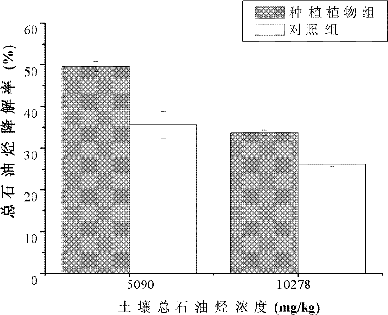 Method of remedying petroleum hydrocarbon contaminated soil by using ornamental plant Portulaca Grandiflora L.