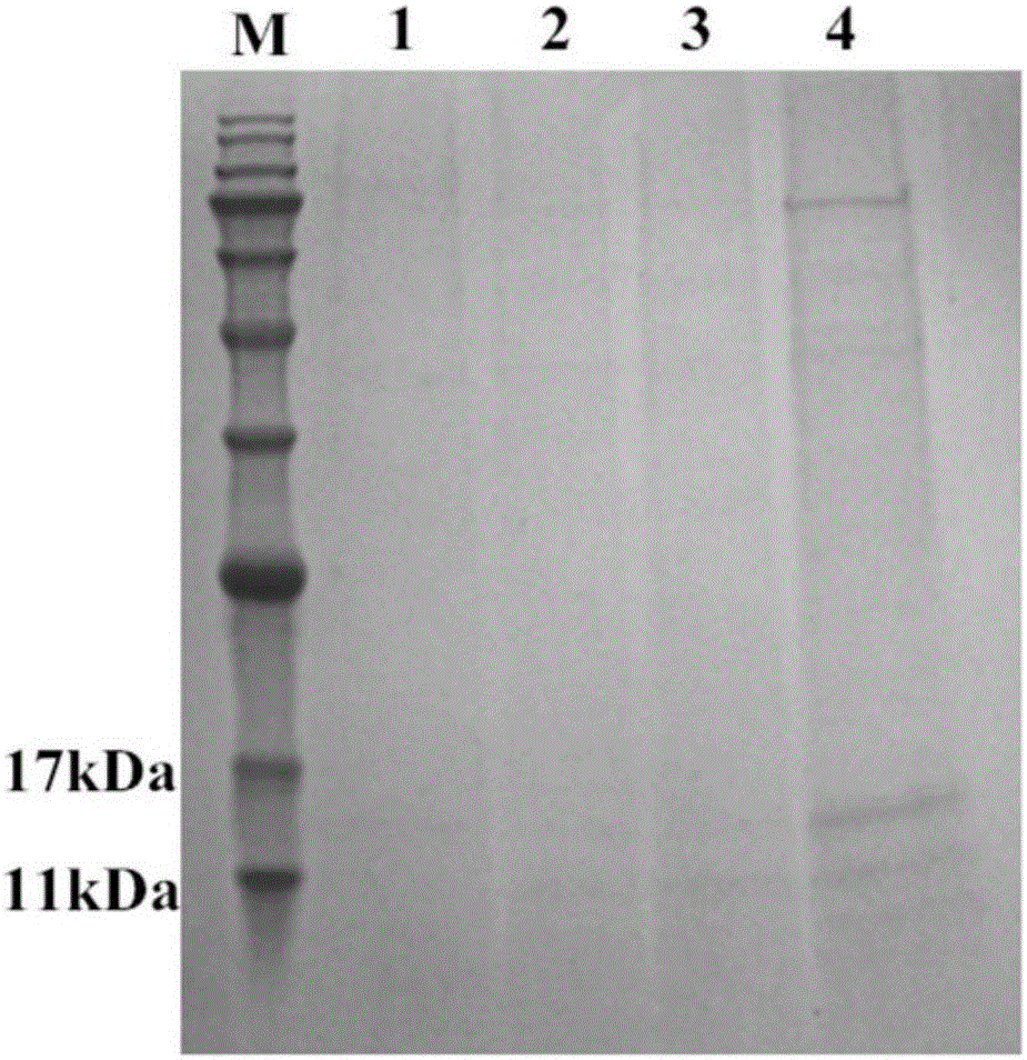 Hdiv-SARP19-I1 gene and antibacterial application of recombination protein of Hdiv-SARP19-I1 gene