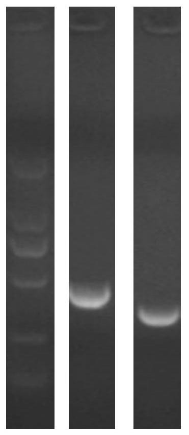 Monoclonal antibody blocking human tim-3 function and its coding gene and application