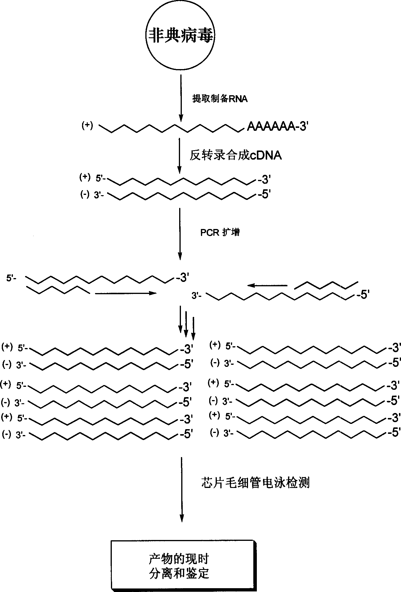 Diagnosis reagent box for detecting SARS coronavirus using transcription PCR method