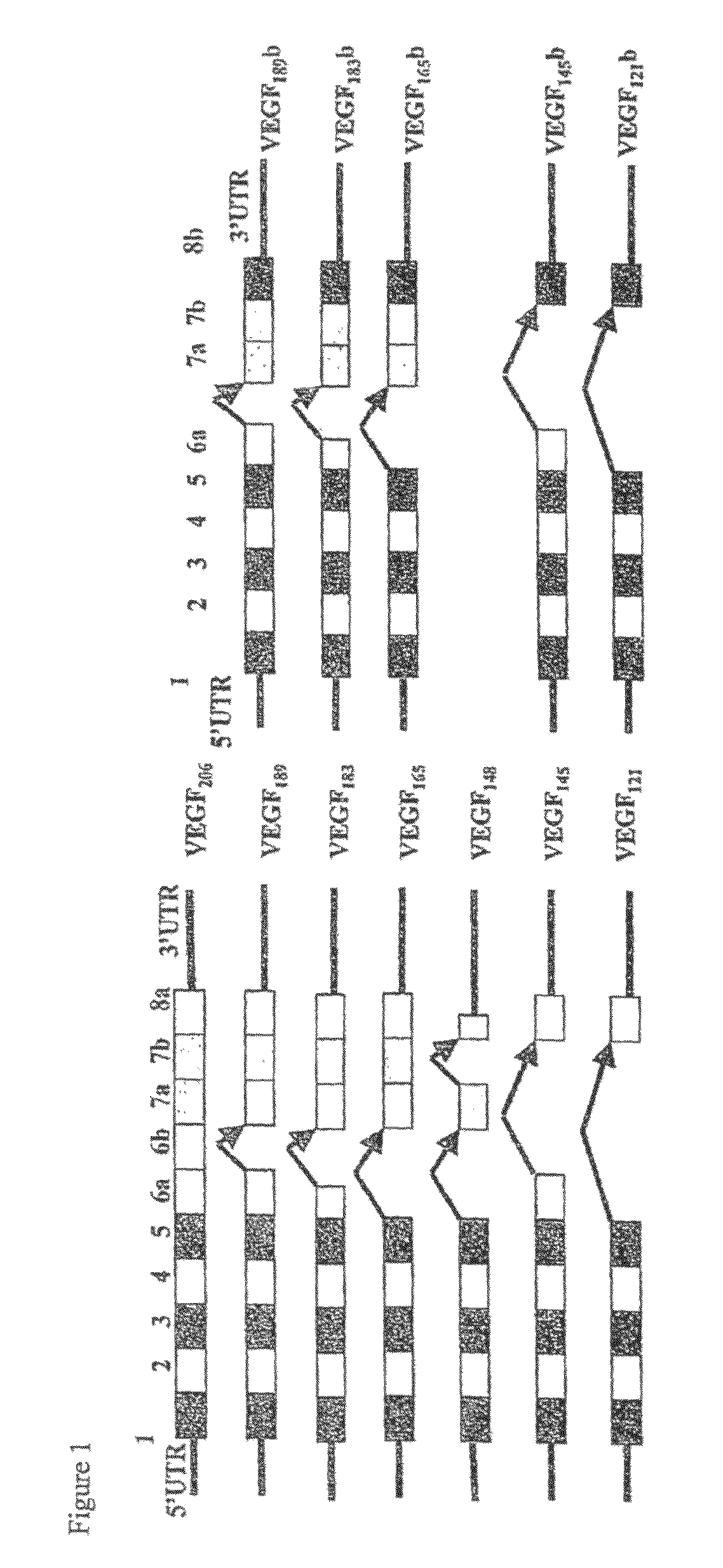 Antibodies specific to pro-angiogenic isoforms of vascular endothelial growth factor (VEGF)