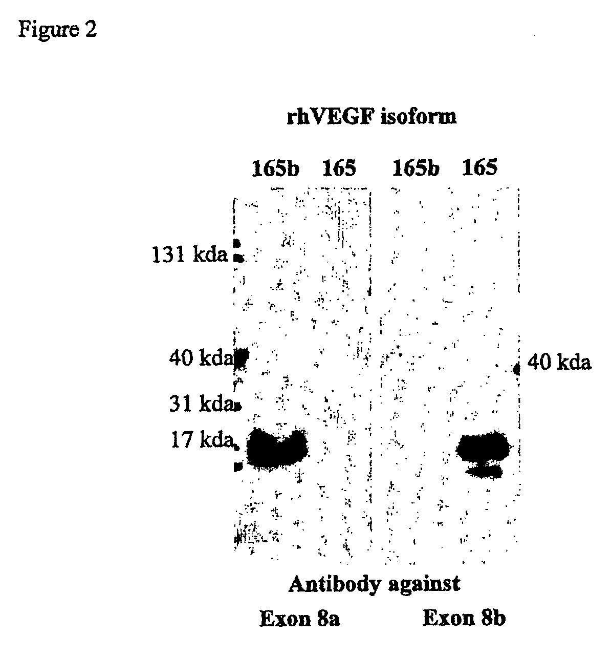 Antibodies specific to pro-angiogenic isoforms of vascular endothelial growth factor (VEGF)