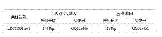 Preparation method and use method of loach aeromonas sobria vaccine