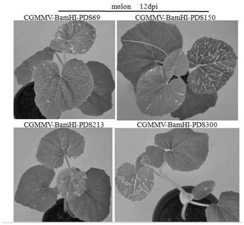 A gene silencing vector induced by cucumber green mottle mosaic virus and its construction method and application
