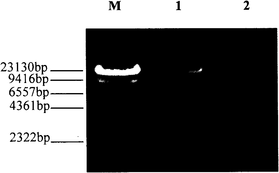 Kit and method for extracting DNA from micro samples
