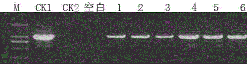 Encoding mutation EPSPS (5-enolpyruvyl-shikimate-3-phosphate synthase) gene, and expression vector, expression product and application of encoding mutation EPSPS gene