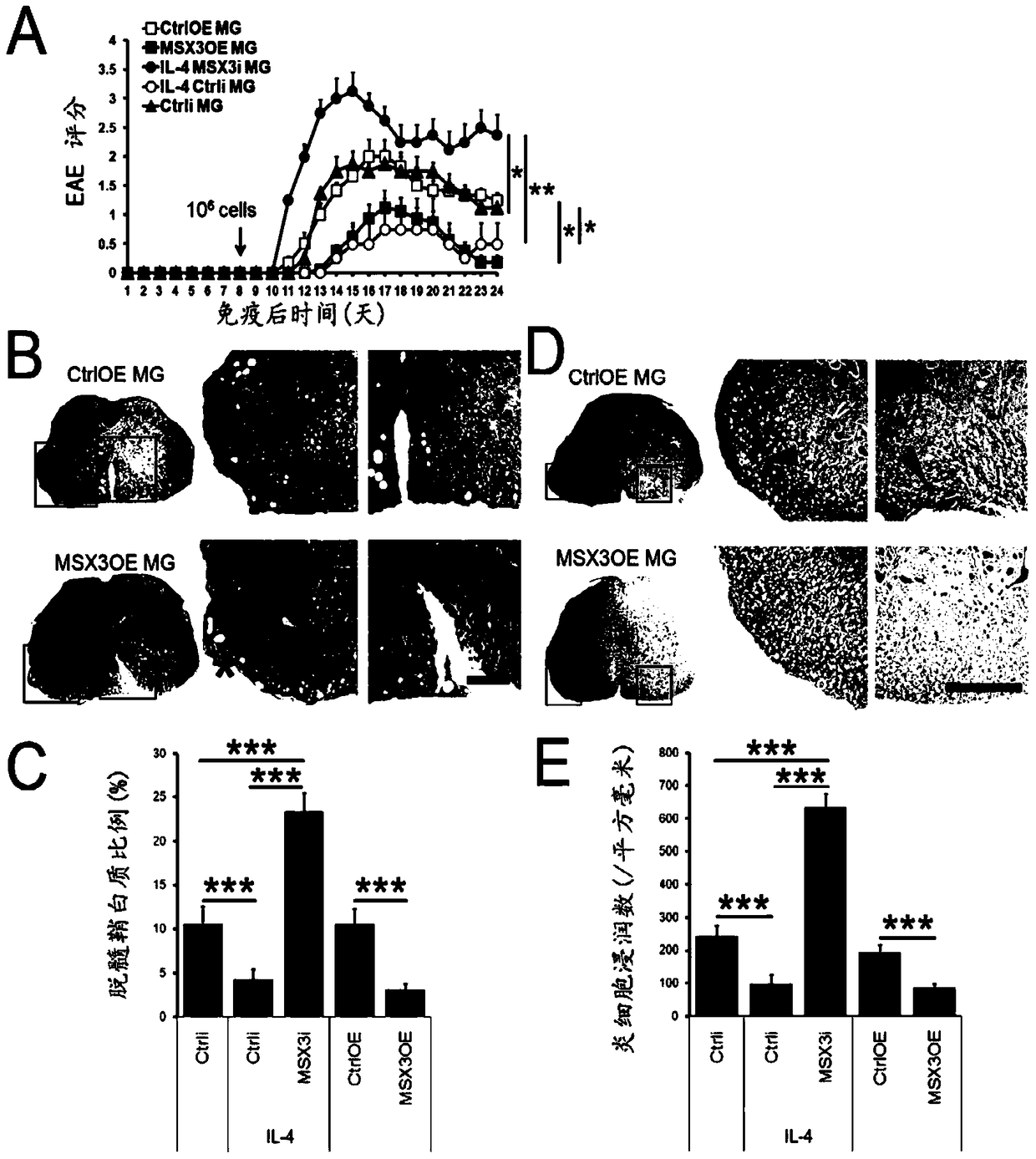 Msx3 gene-specific method for inducing selective polarization of microglial cells and its application