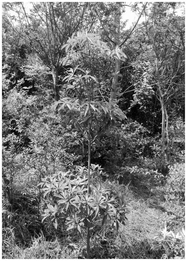 Culture method for garden landscape seedlings of ternstroemia gymnanthera