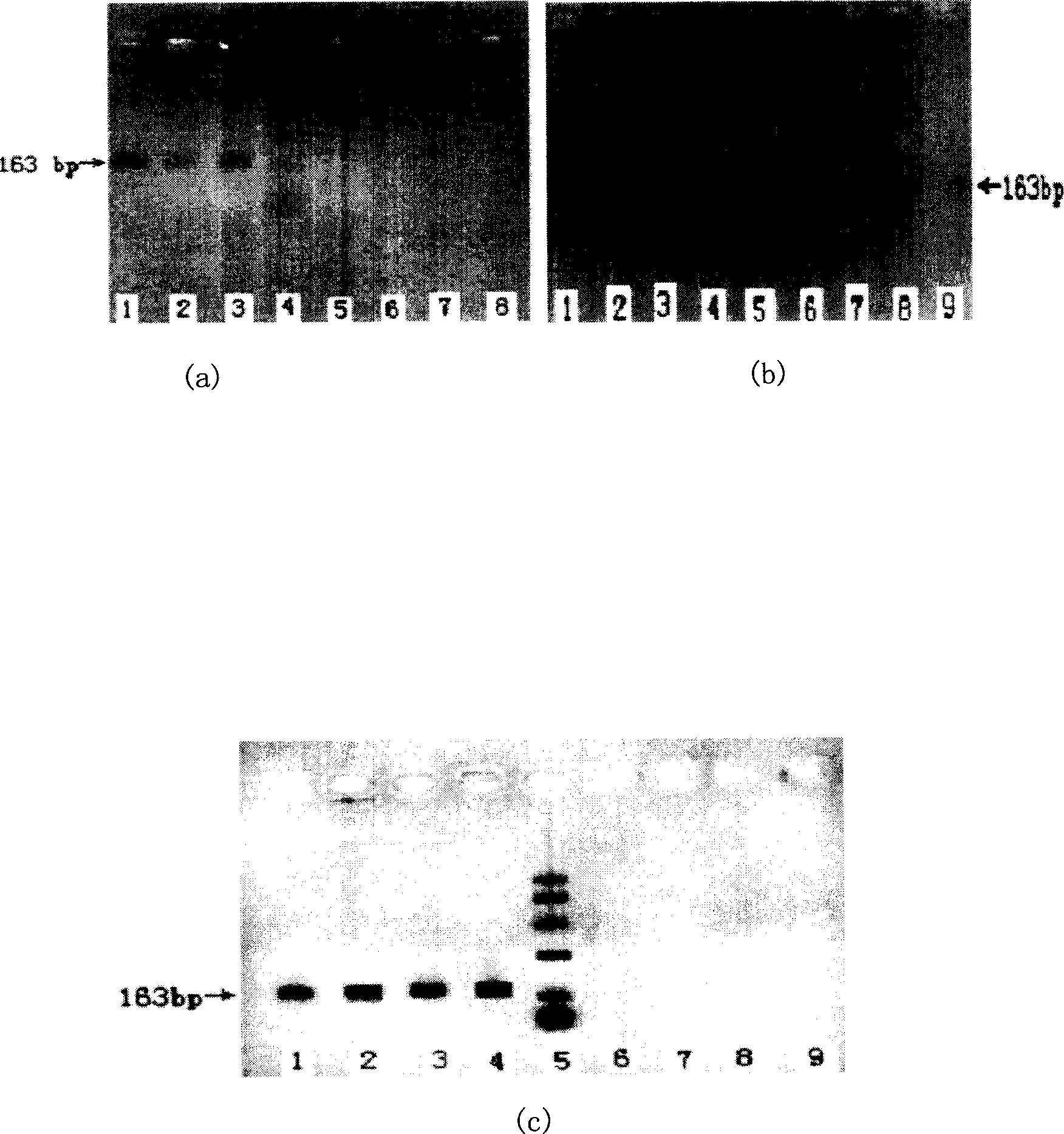 PCR amplification primer, kit and use thereof in identification of mammal sex