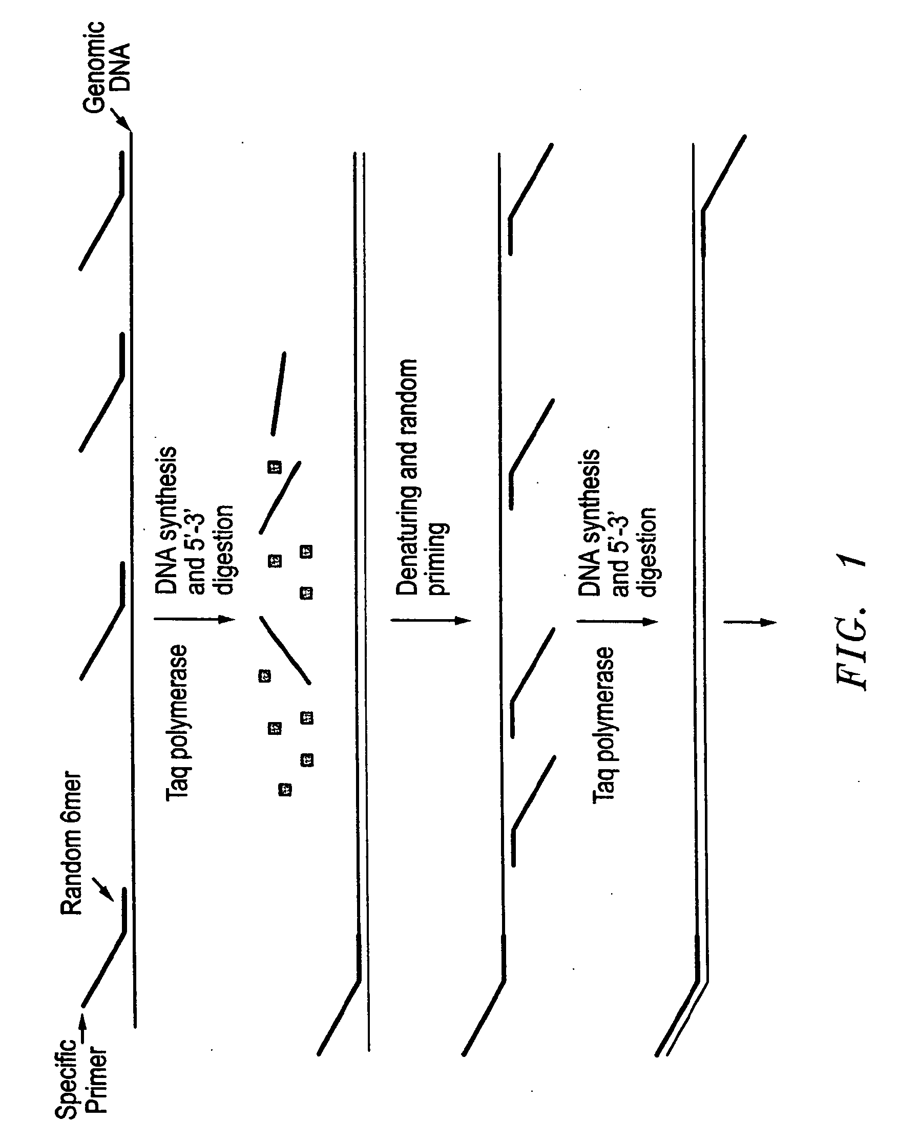 Method for rapid amplification of DNA