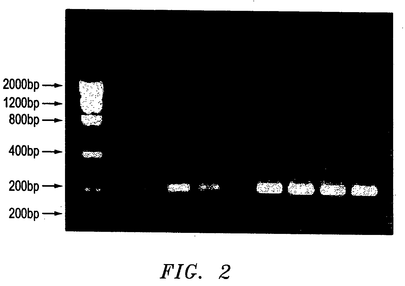 Method for rapid amplification of DNA