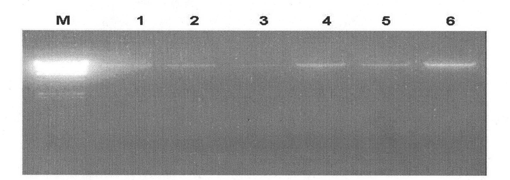 Prokaryotic expression vector of dihydroxyacetone kinase and construction method and applications thereof