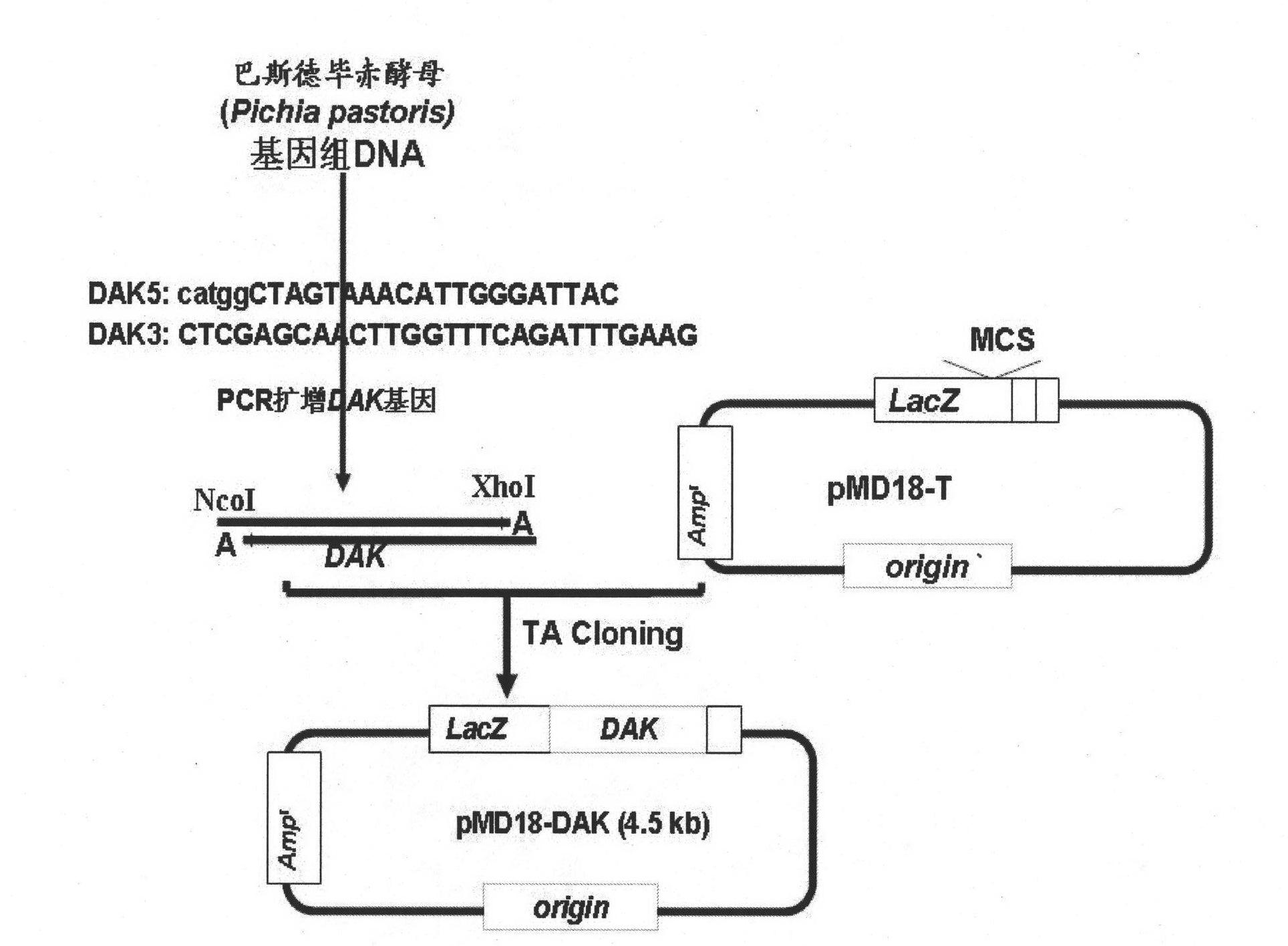 Prokaryotic expression vector of dihydroxyacetone kinase and construction method and applications thereof