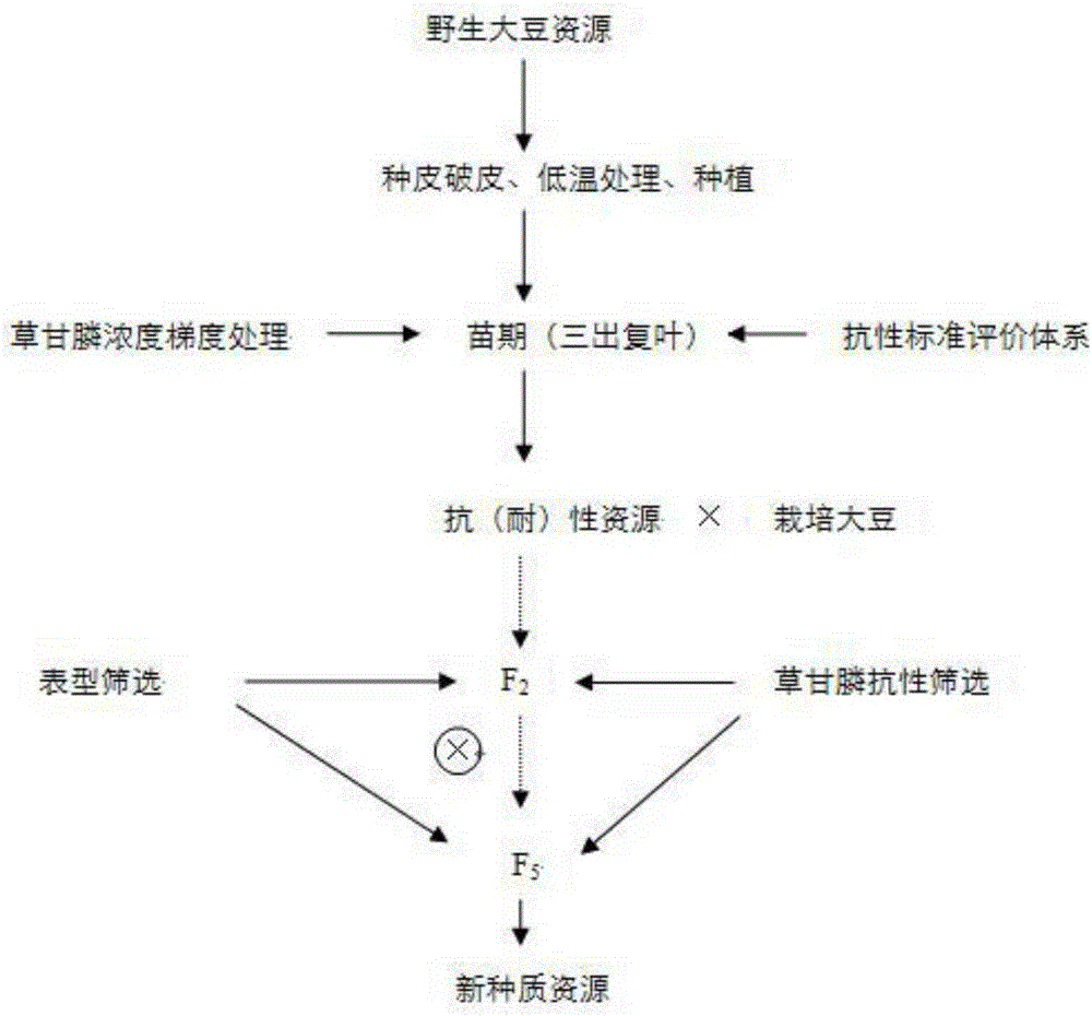 Method for breeding glyphosate-resistant/tolerant novel germplasm by utilizing wild soybeans