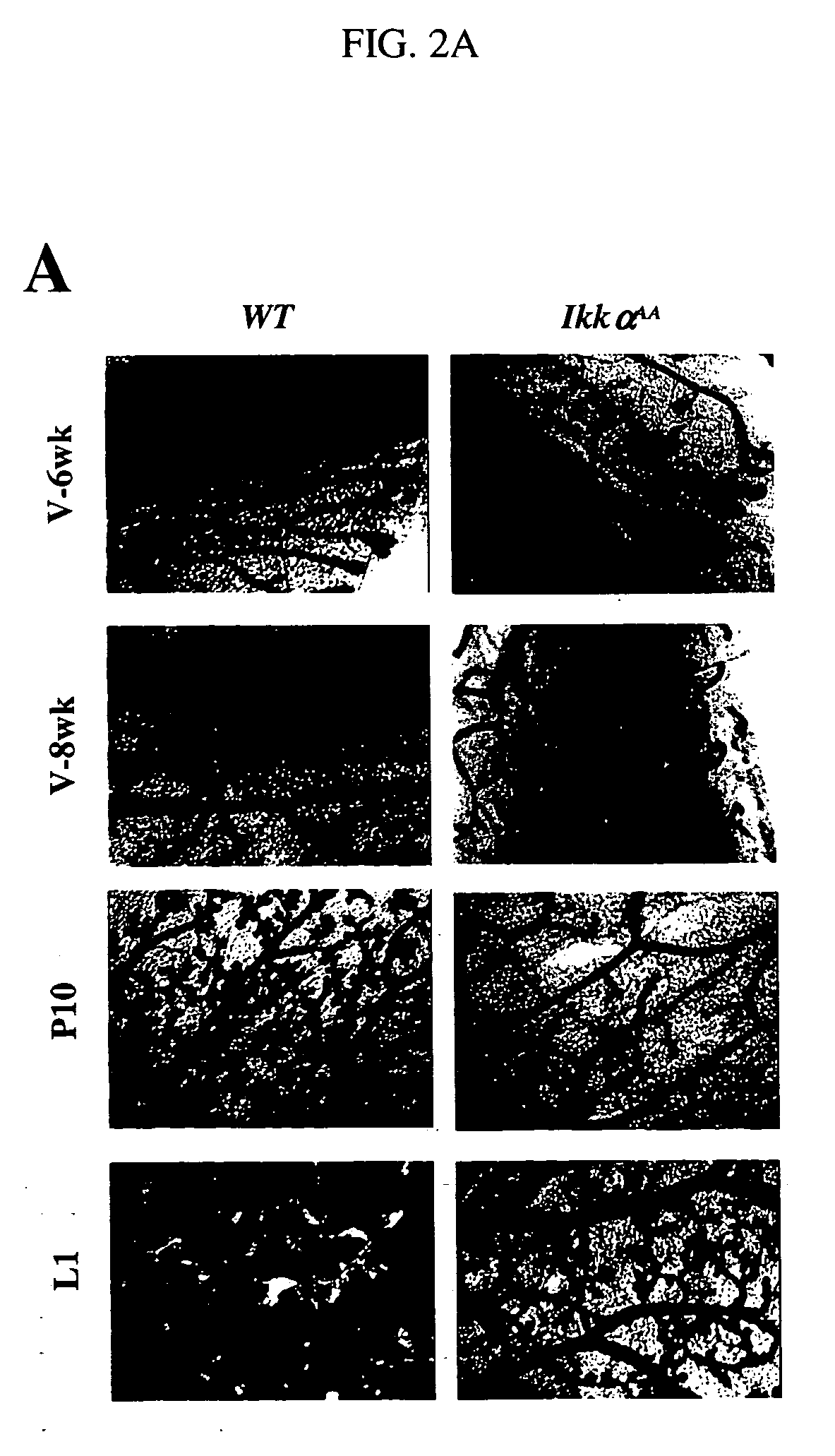 Compositions and methods for the suppression of mammary epithelial cell proliferation