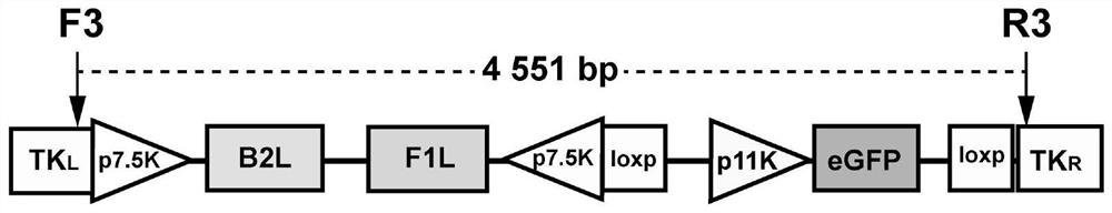 Recombinant goatpox virus capable of carrying out coexpression on orf virus B2L and F1L protein