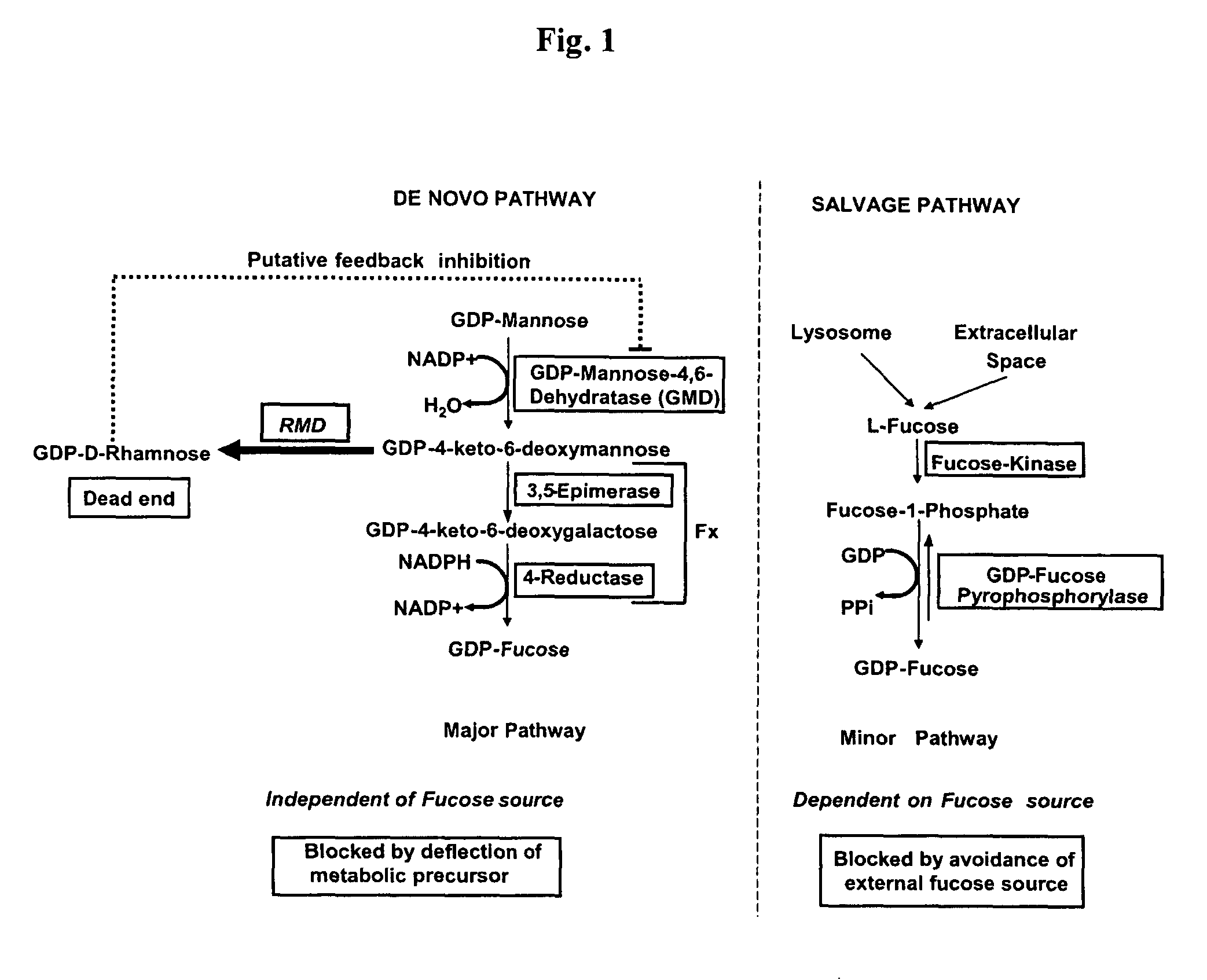 Process for producing molecules containing specialized glycan structures