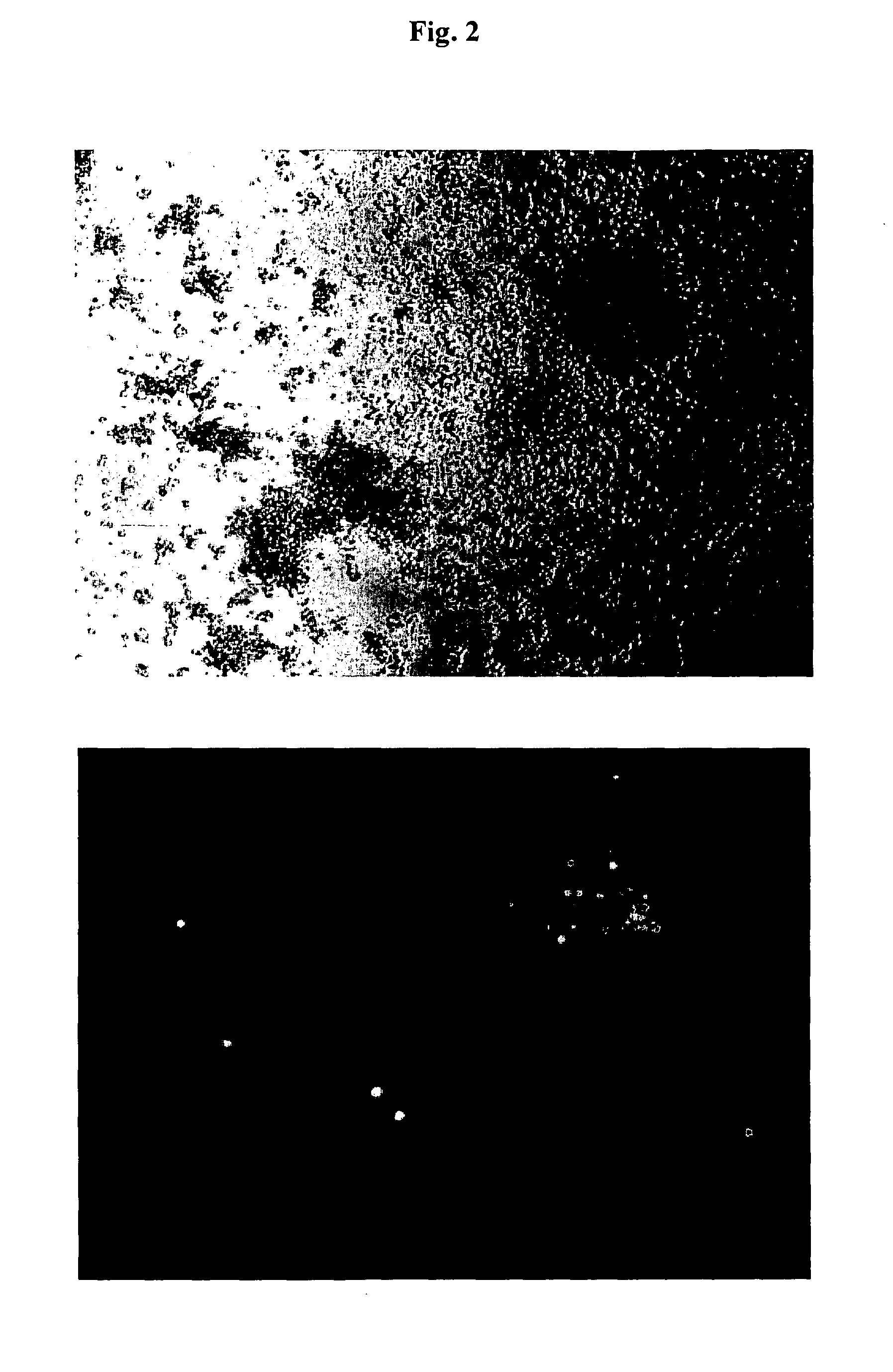 Process for producing molecules containing specialized glycan structures