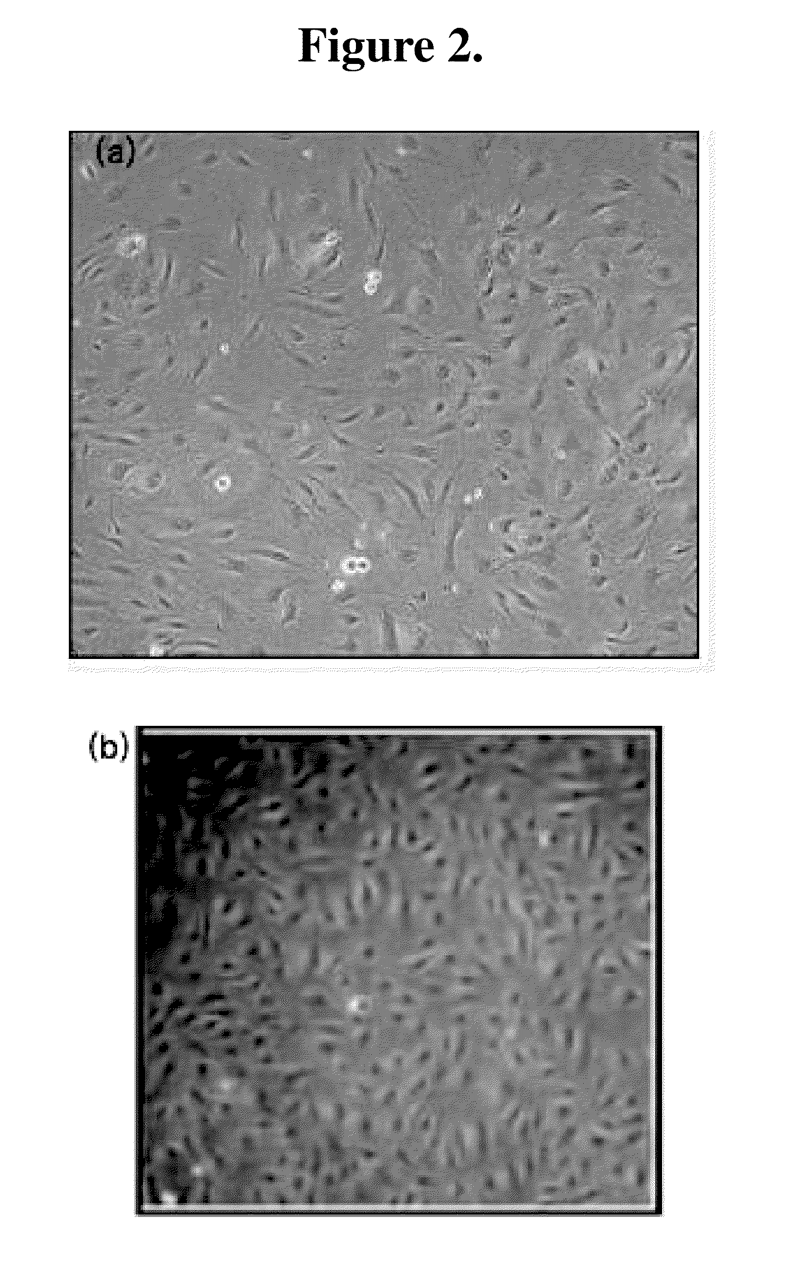 Method for Preventing and Treating the Disease Caused by Vascular Damage and the Use Thereof