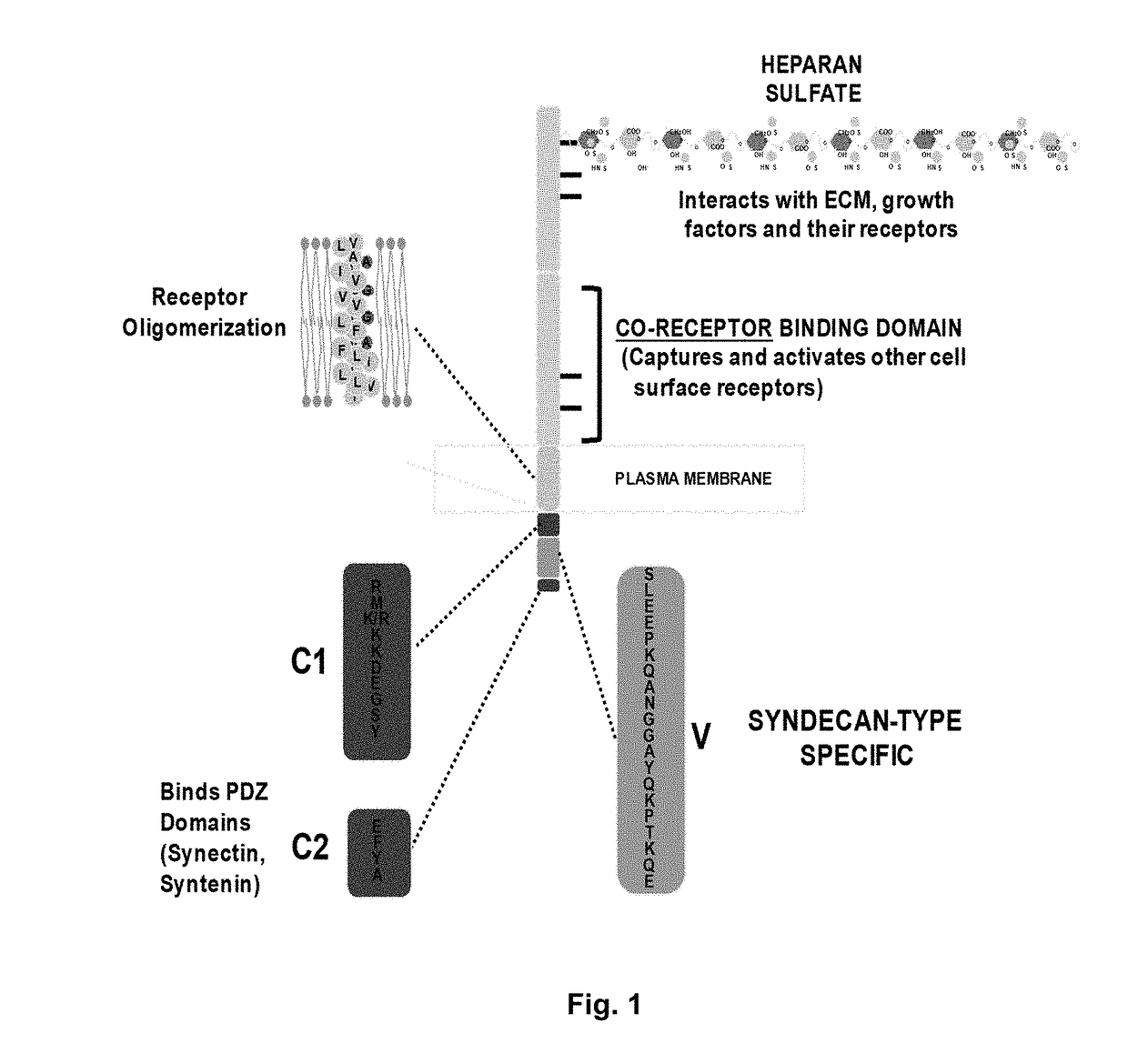 Peptides that Inhibit Syndecan-1 Activation of VLA-4 and IGF-1R