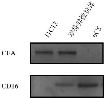 Bispecific antibody for anti-CD16 and CEA antigens