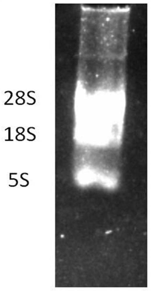 Bispecific antibody for anti-CD16 and CEA antigens