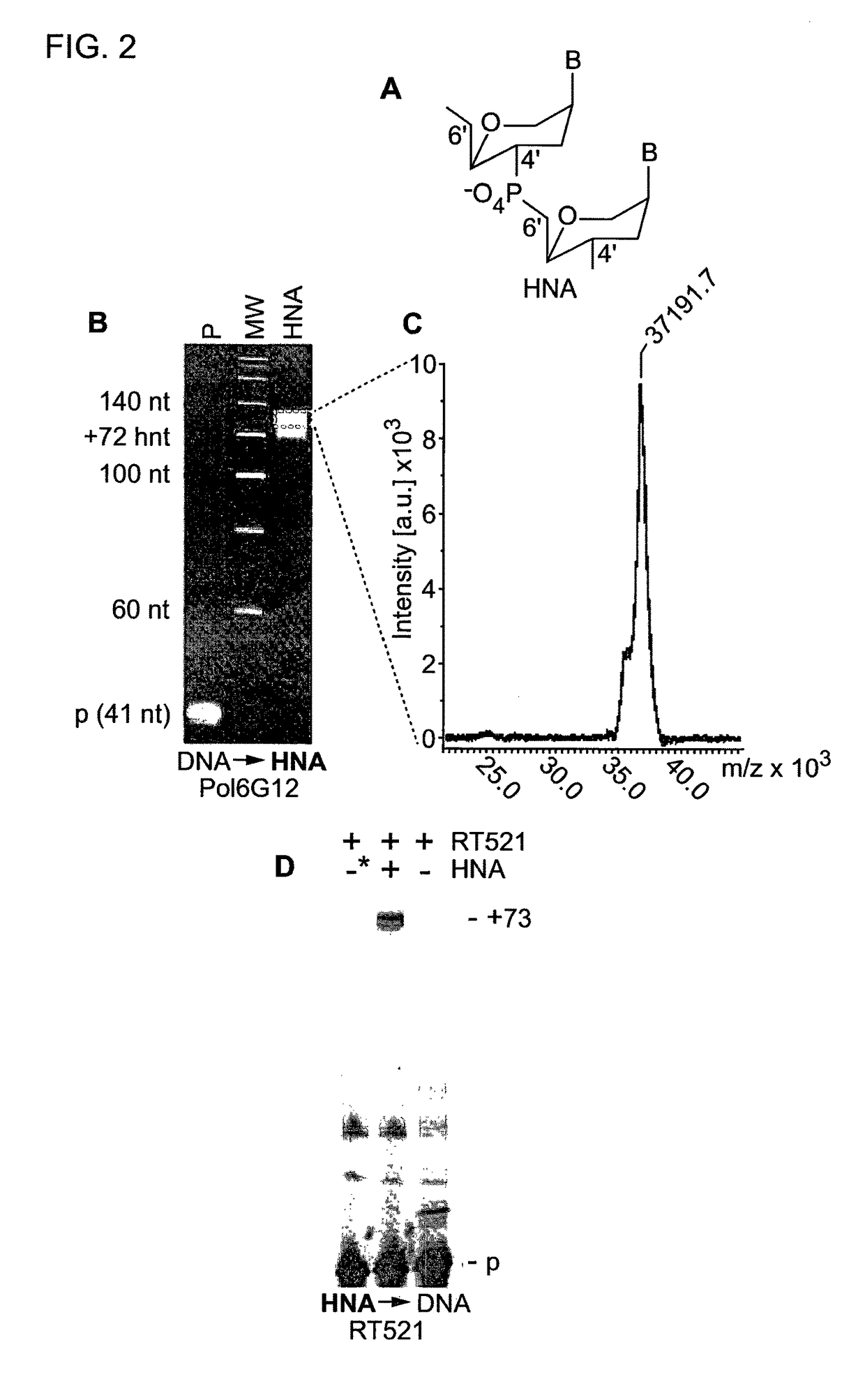 Polymerase capable of producing non-DNA nucleotide polymers