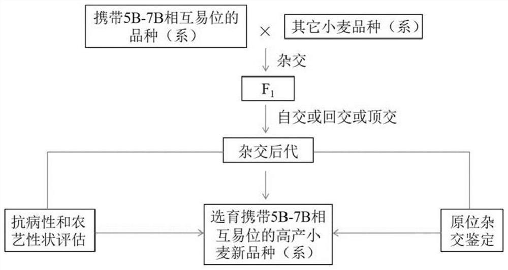 Method for breeding high-yield wheat variety (line)