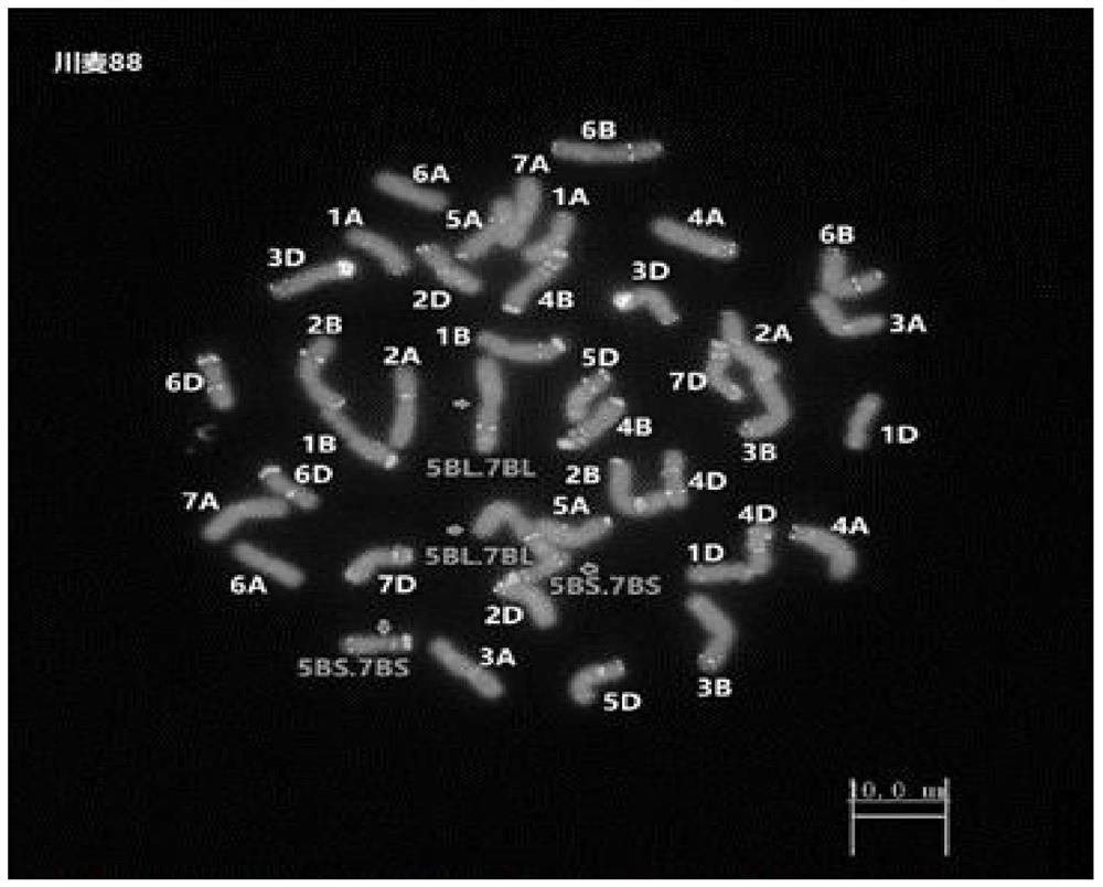 Method for breeding high-yield wheat variety (line)