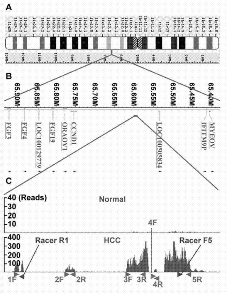 Application method of long-chain non-coding ribonucleic acid (RNA) gene in preparation of interference inhibitor