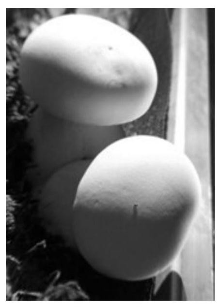 A New Strain of Tricholoma mongolica and Its Breeding Method