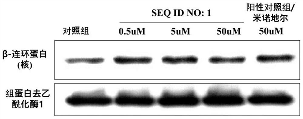 Peptide with hair growth promoting activity and application thereof
