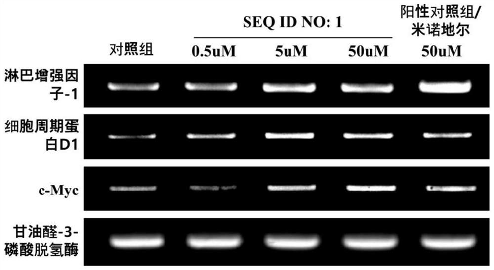 Peptide with hair growth promoting activity and application thereof