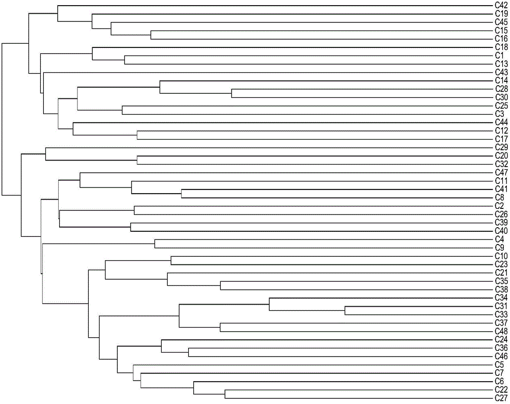 Method for establishing SSR (Simple Sequence Repeat) fingerprint spectrum of broad beans