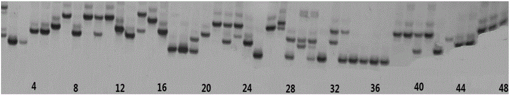 Method for establishing SSR (Simple Sequence Repeat) fingerprint spectrum of broad beans
