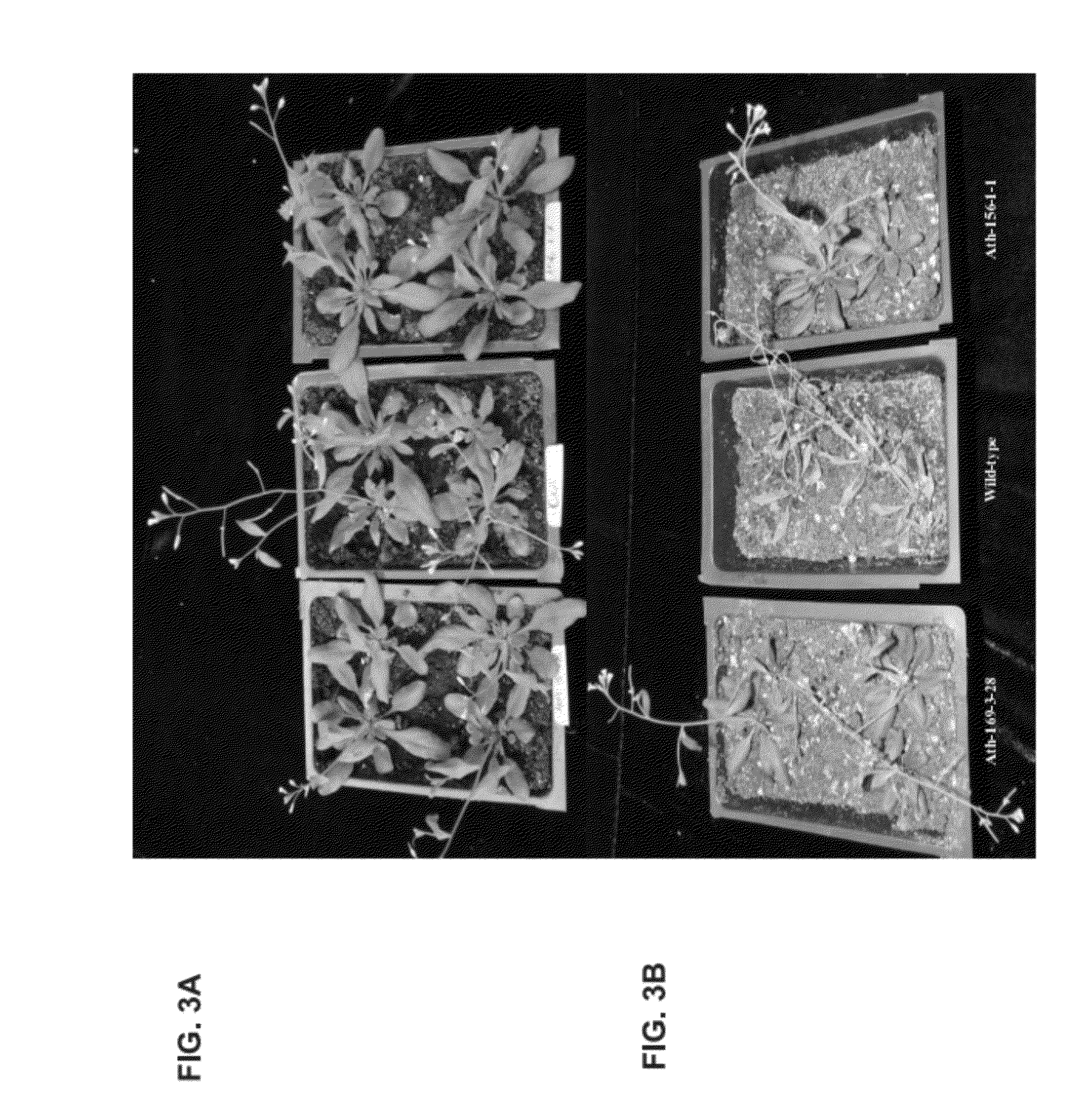 Compositions and methods for enhancing plants resistance to abiotic stress