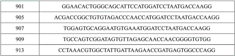 DNA aptamer sequences for recognizing bentazone and derivatives thereof